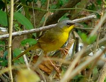 Gray-crowned Yellowthroat 